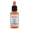 Chicory Essenza 30ml
