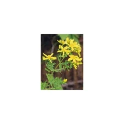 Herboplanet TSA Hipericum Perforatum per Sistema Nervoso 50ml
