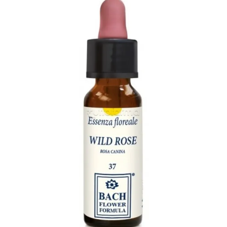 Wild Rose Original per Benessere Emotivo 10ml Gocce